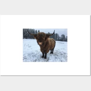 Scottish Highland Cattle Bull 2207 Posters and Art